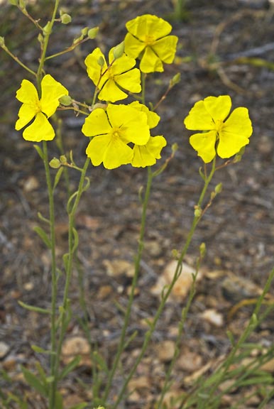 rocanthemum scoparium 2 graphic